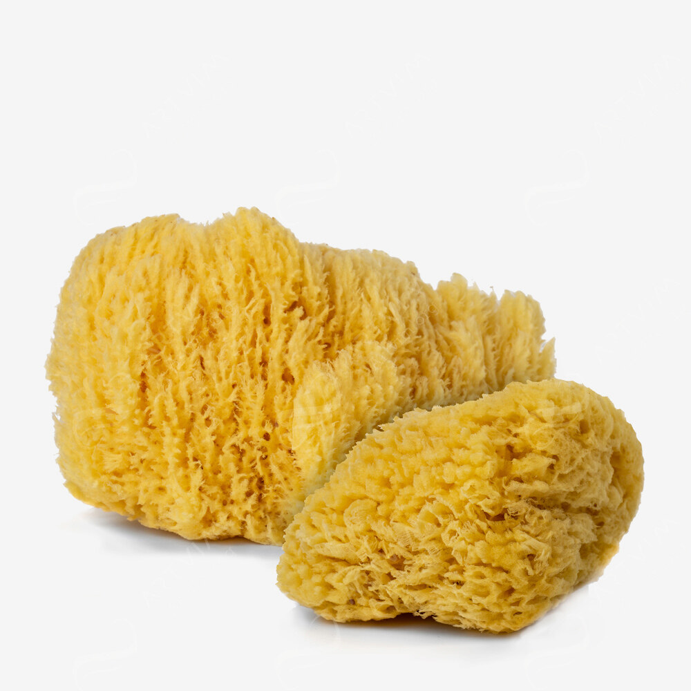 Handover : Natural Sea Sponges