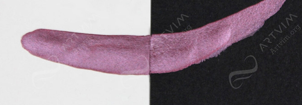 COLIRO : PEARLCOLORS MICA WATERCOLOUR PAINTS BLACKBERRY